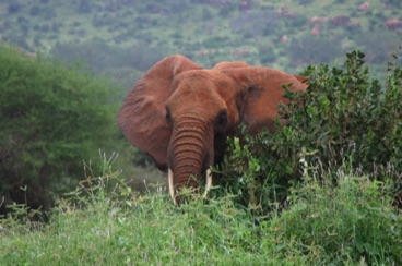 kenya 169